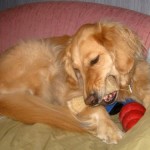 Honey the golden retriever chews her nylabone.