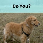Honey the golden retriever is my dog habit.