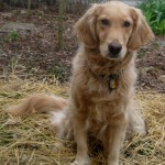 Honey the golden retriever.