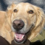 Honey the golden retriever smiles up close.