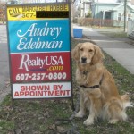 Honey the golden retriever with for sale sign.