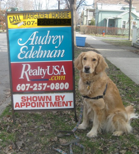Honey the golden retriever with for sale sign.