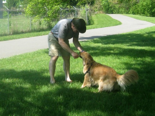 Honey the golden retriever wrestles with Mike for a stick.