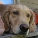 Honey the golden retriever up close.
