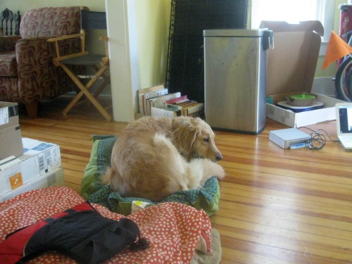 Honey the golden retriever lies in a mess.