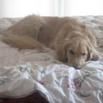 Honey the golden retriever sees you coming.