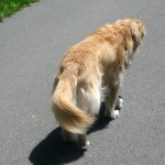 Honey the golden retriever walks away.