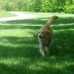 Honey the golden retriever retrieves a stick.