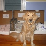 Honey the golden retriever in front of stuff for sale.