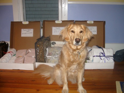 Honey the golden retriever in front of stuff for sale.