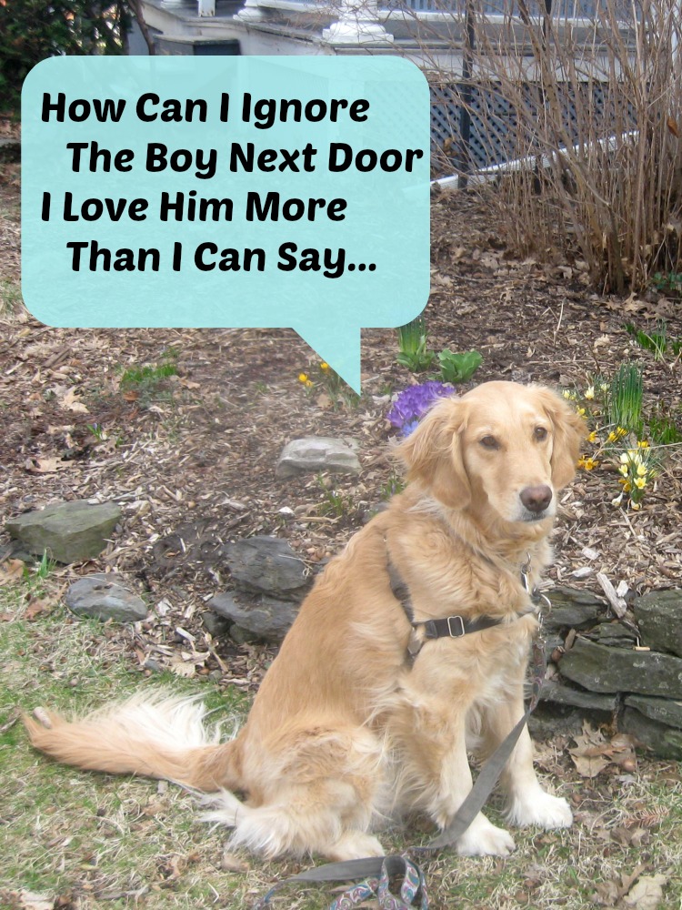 Honey the golden retriever is in love.