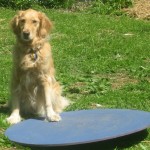 Honey the golden retriever with wobble board.