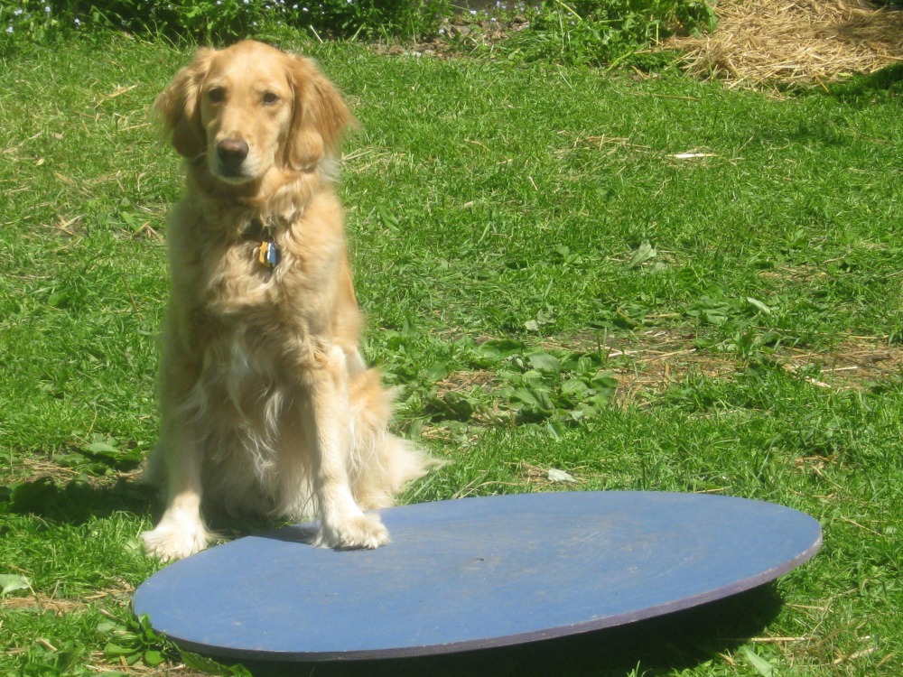 Honey the golden retriever with wobble board.