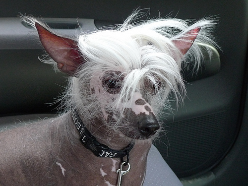 Sammy is a Chinese crested hairless dog.