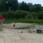 Honey the golden retriever runs at the water's edge.