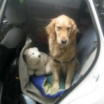 Honey the golden retriever isn't happy in the packed car.