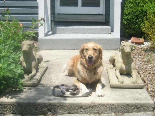 Honey the golden retriever lies down with stoned dogs.