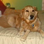 Honey the golden retriever sits on a bed with her Nylabone.
