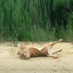 Honey the golden retriever rolls in the sand.