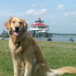 Honey the golden retriever at Cambridge lighthouse.