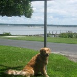 Honey the golden retriever makes a beautiful view.