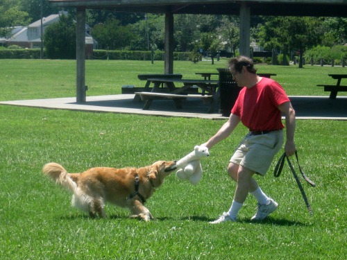 Honey the golden retriever plays tug with her Bear and Mike.