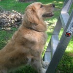 Honey the golden retriever climbs a ladder.
