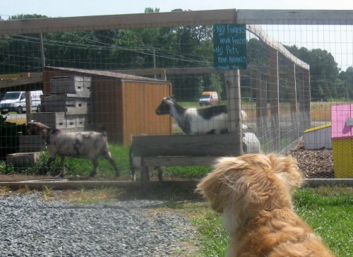 Honey the golden retriever fixates on goats.