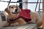 You need to get your dog a life jacket. Here are 10 reasons why. And tips for getting the right life jacket for your dog.