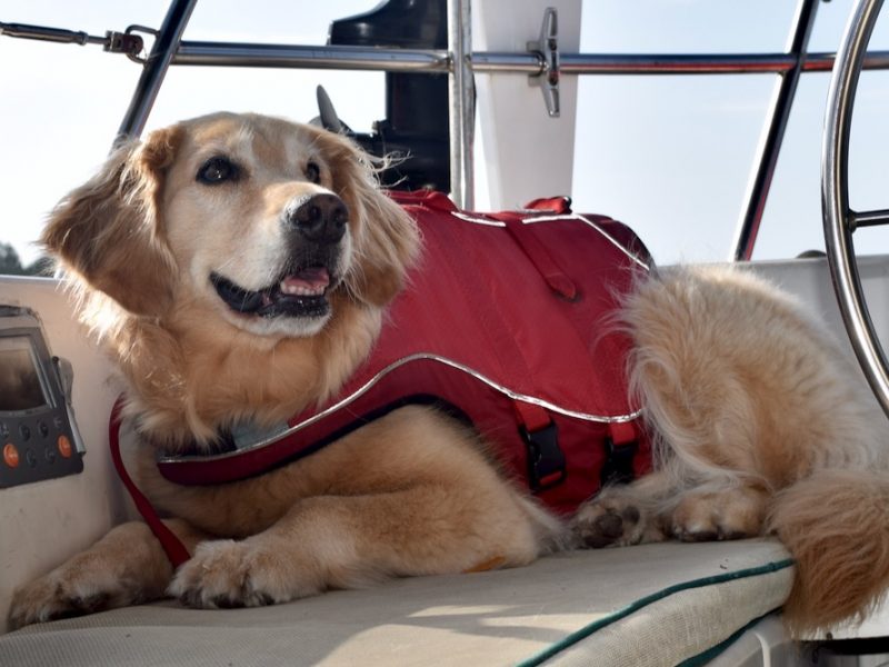 You need to get your dog a life jacket. Here are 10 reasons why. And tips for getting the right life jacket for your dog.