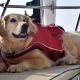 You need to get your dog a life jacket. Here are 10 reasons why. And tips for getting the right life jacket for your dog.