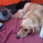 Honey the golden retriever lies in a tent with a fan.