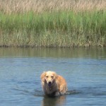 Honey the golden retriever wades in the marsh.