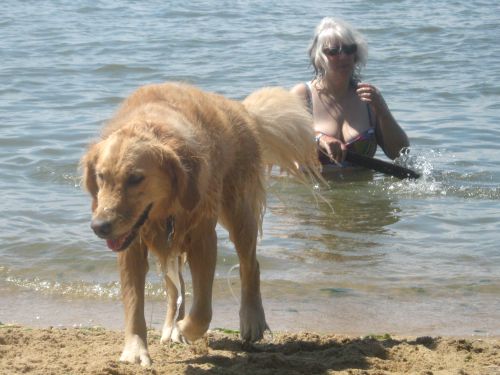 Honey the golden retriever leaves the Chesapeake Bay.