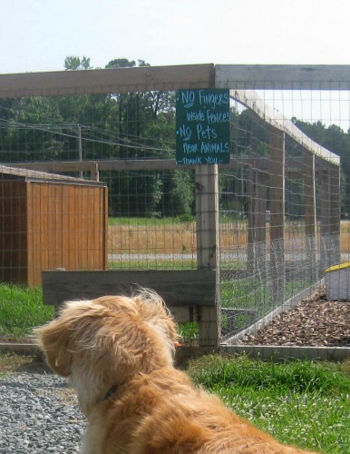 Honey the golden retriever is fixated on something.