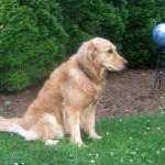 Honey the golden retriever with a glass ball.