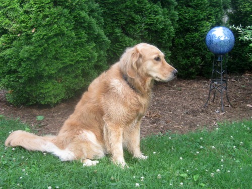 Honey the golden retriever with a glass ball.