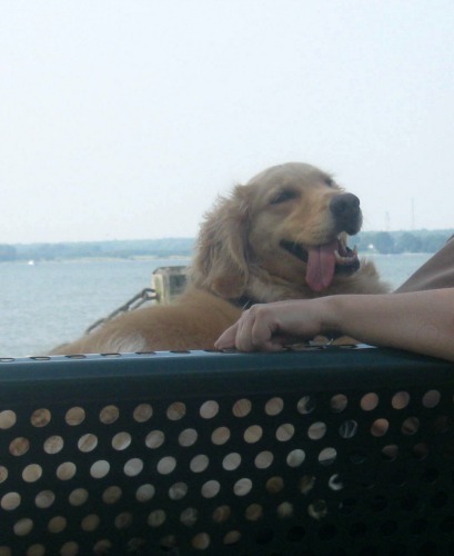 Honey the golden retriever with her tongue hanging out.
