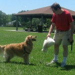 Honey the golden retriever is a good trainer.