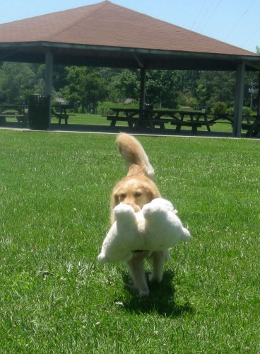 Honey the golden retriever carries a stuffed polar bear in her mouth.