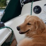 Honey the golden retriever looks out on the marina.
