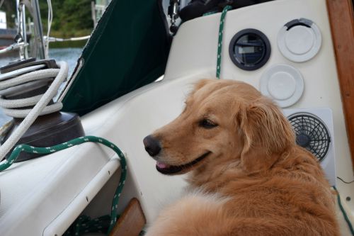 Honey the golden retriever looks out on the marina.