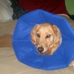 Honey the golden retriever looks like a flower in her blue cone.