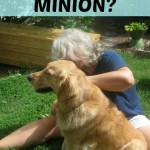 Are you a dog's minion?