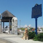 Honey the golden retriever in her harness at Rehoboth.