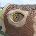 Honey the golden retriever in a log.