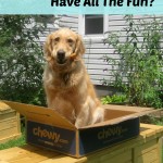 A golden retriever in a box asks why cats should have all the fun.