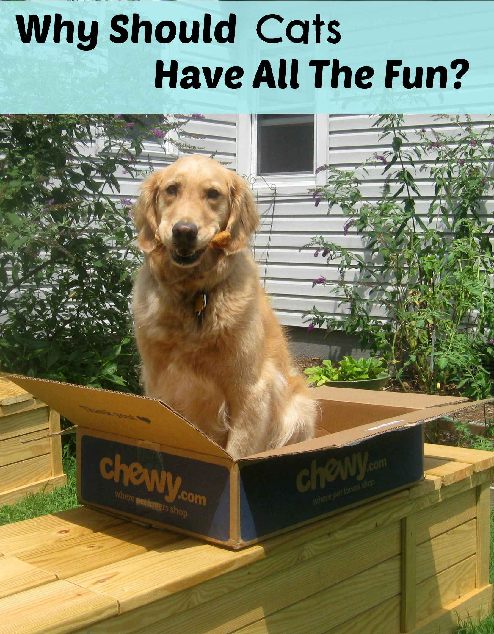 A golden retriever in a box asks why cats should have all the fun.
