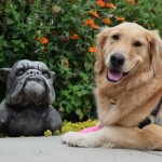 Honey the golden retriever poses with stone bull dog.