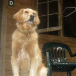 Honey the golden retriever only talks to big dogs.